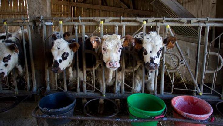 image Man charged with stealing three cows in Paphos