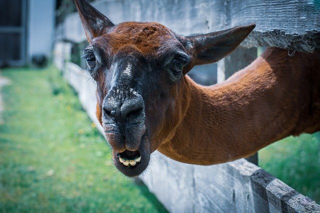 image Llama antibodies to save us from Covid-19?