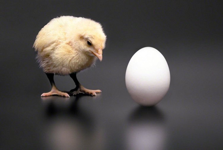 image Another look at the chicken and egg conundrum