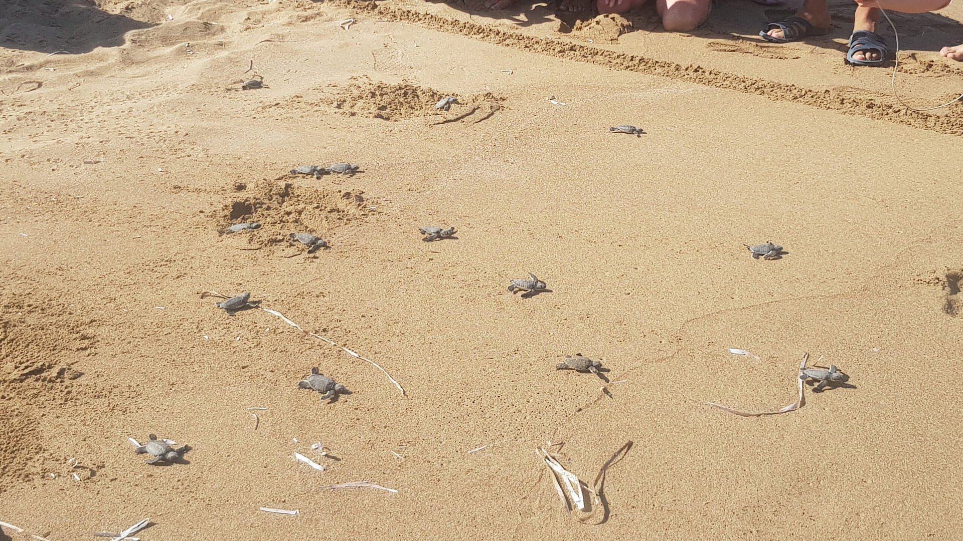 turtle release lara 2