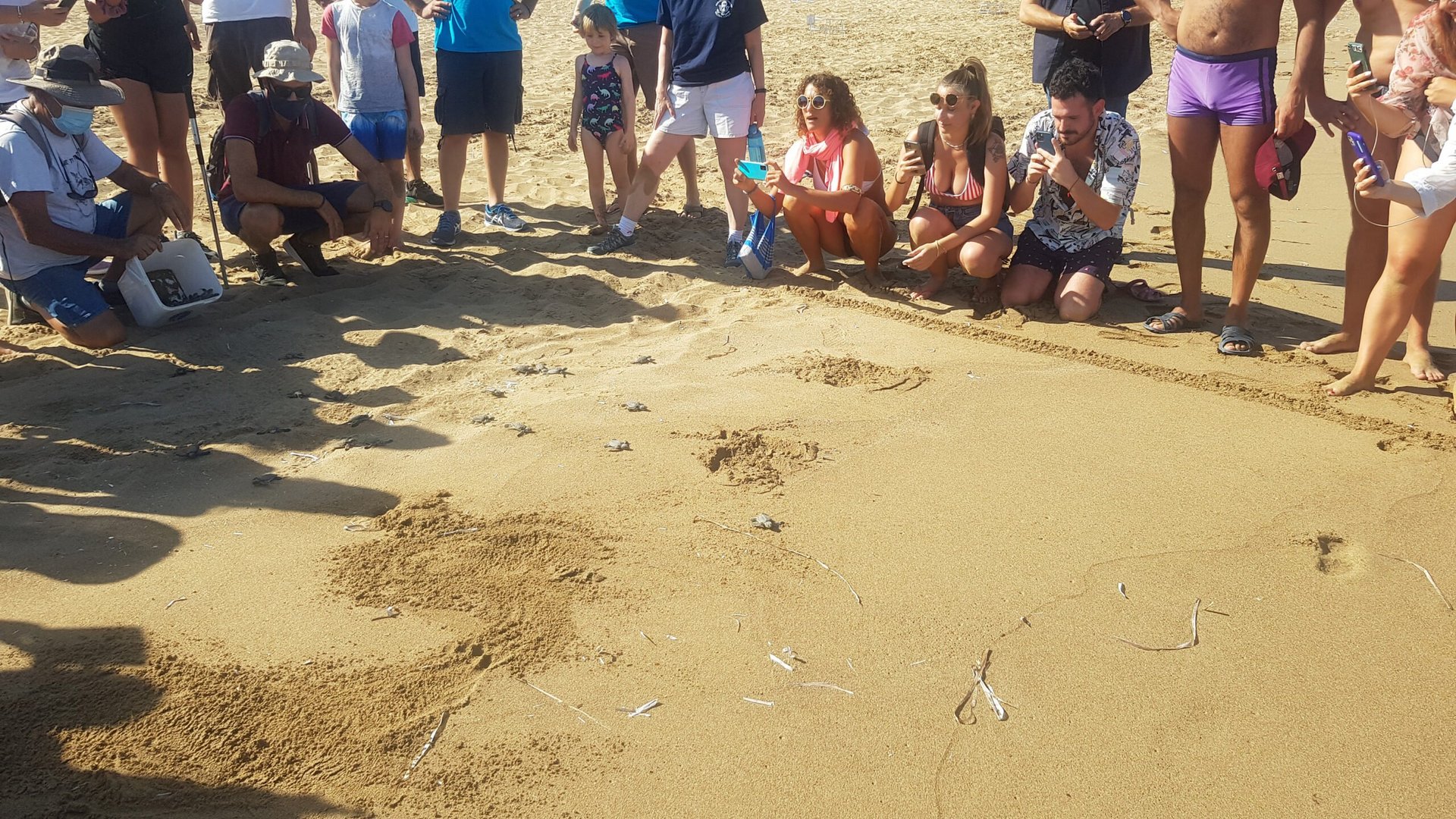 turtle release lara