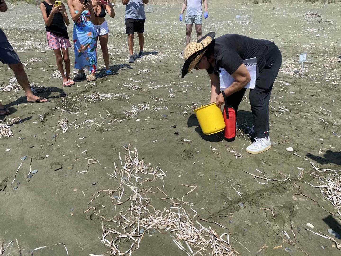 image Newly hatched turtles caught on camera at Kiti beach (video)