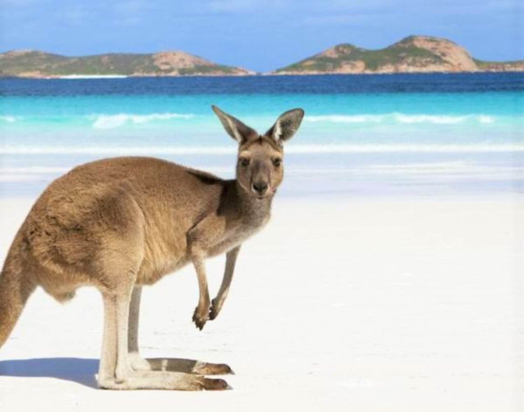 image What’s Eaten Where: Kangaroo Island