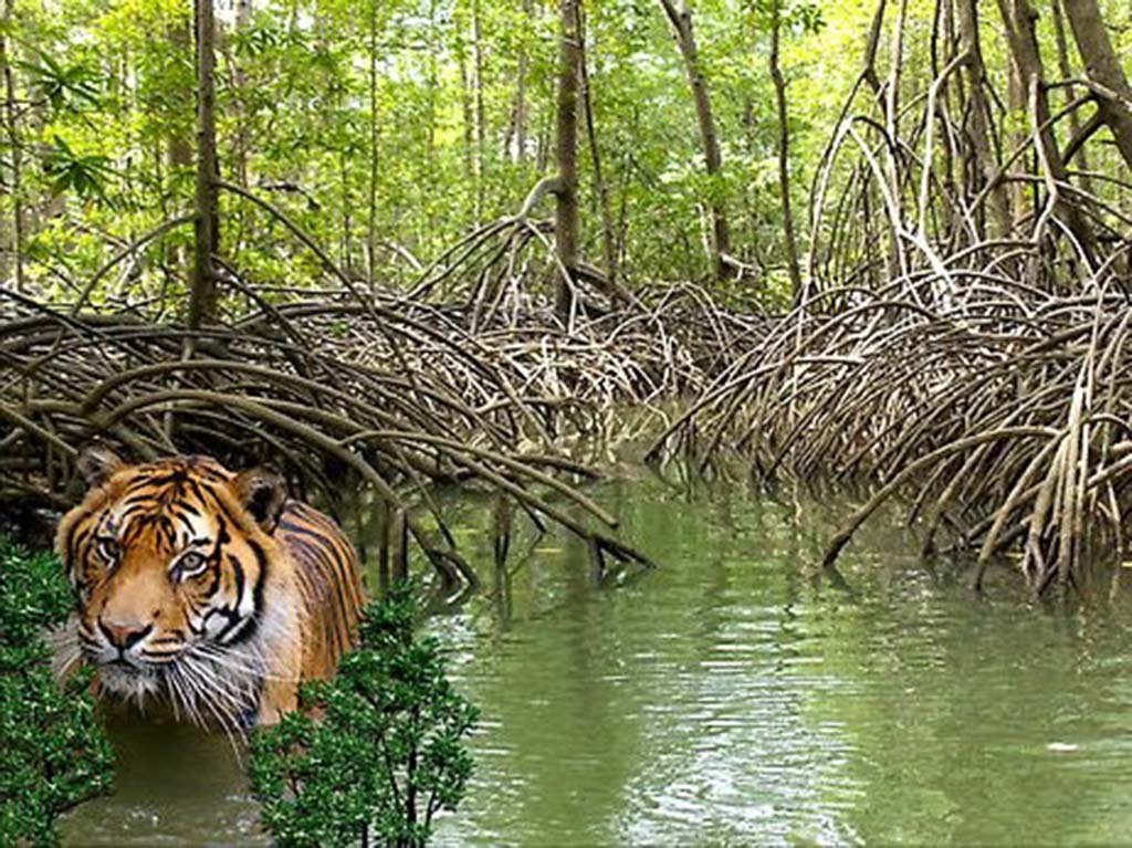 image What’s Eaten Where: The Sundarbans