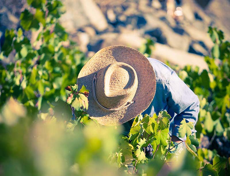 image Anama: wines with a concept