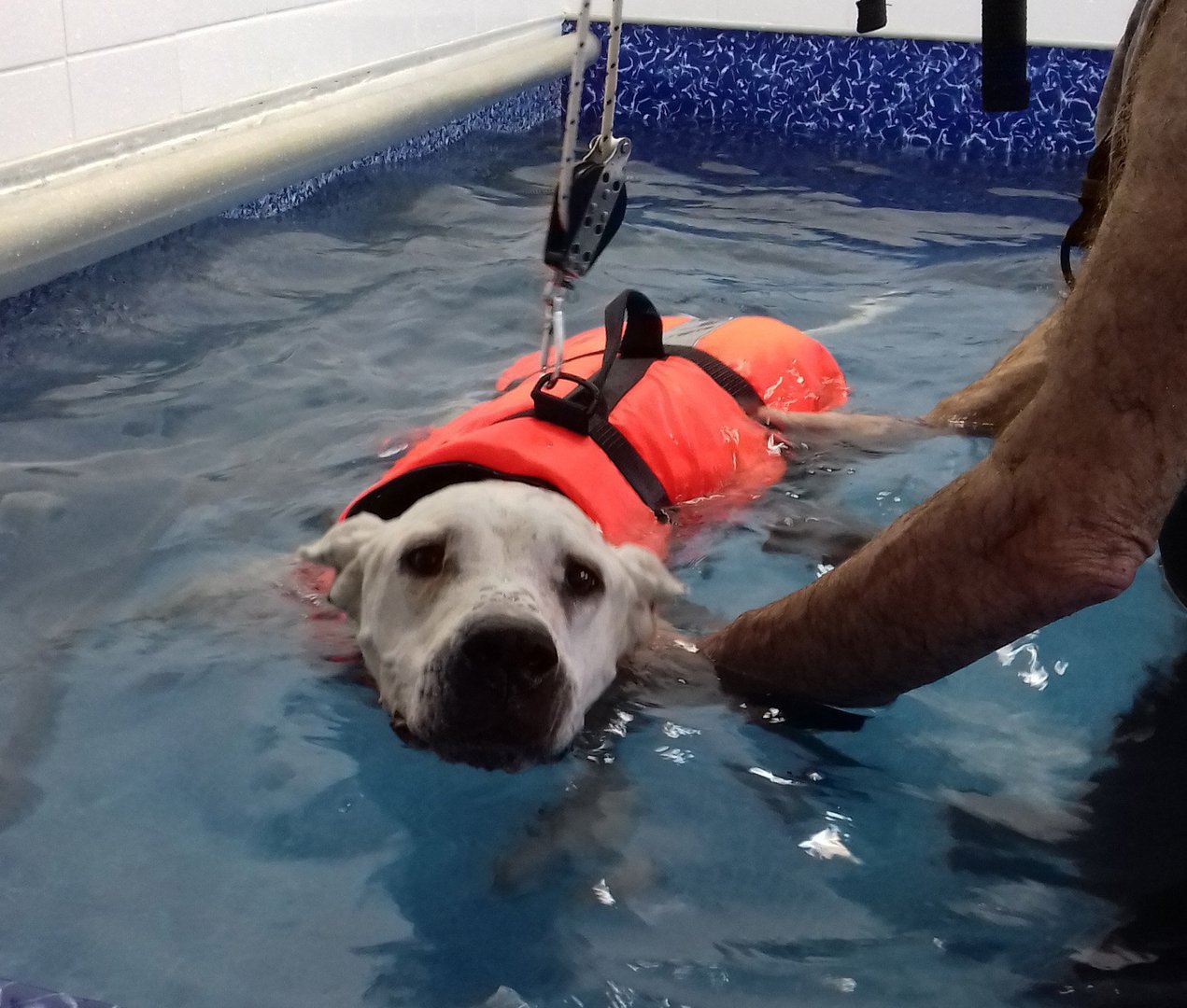 image Water therapy, for dogs