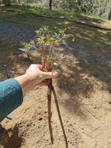 feature3 the saponaria cypria's large roots