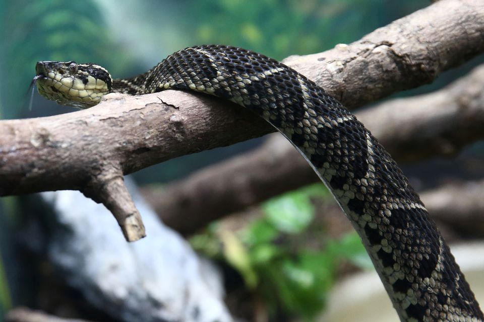 image Brazilian viper venom may become tool in fight against Covid, study shows