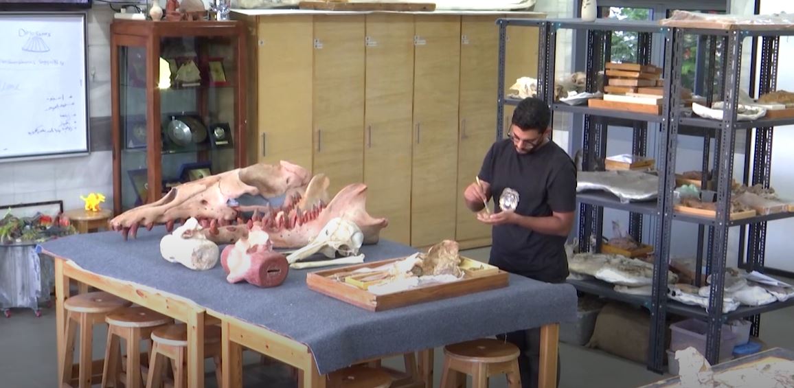 image Fossil of previously unknown four-legged whale found in Egypt