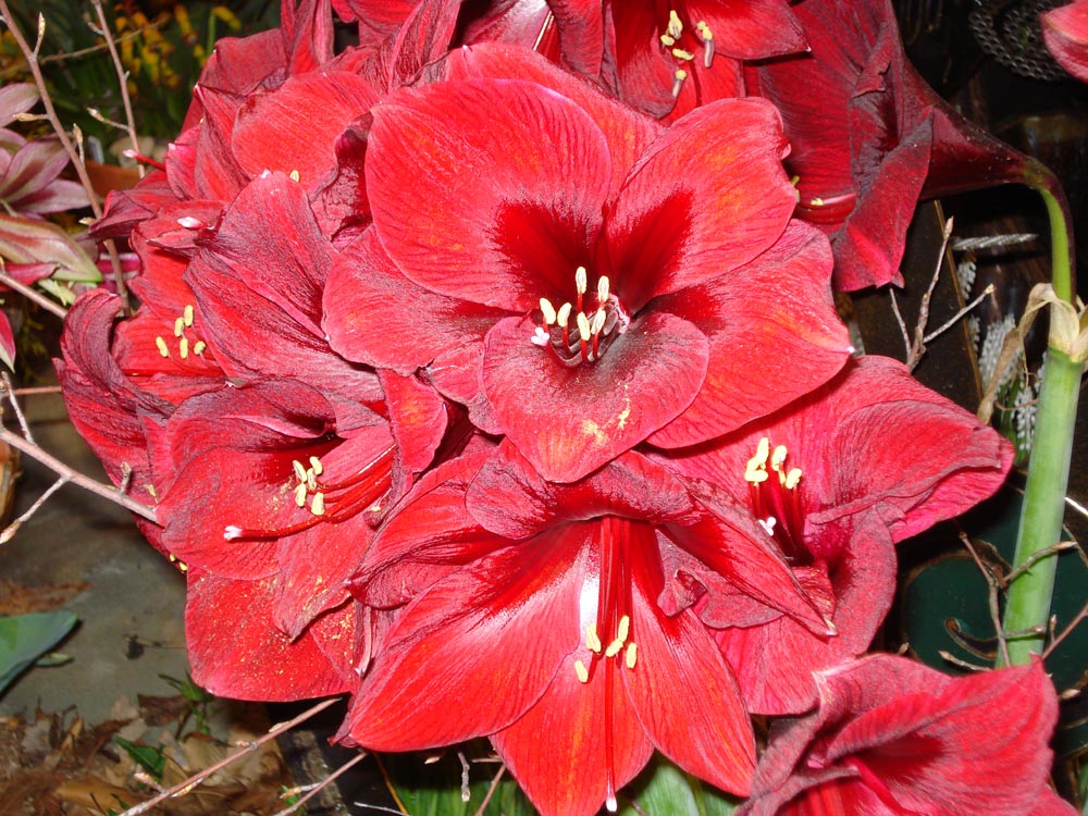 what to do multi red amaryllis