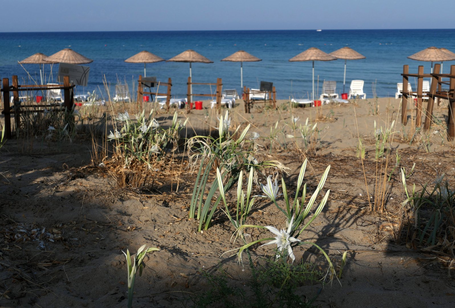 image Sea daffodils bloom on the beach in Famagusta (video)