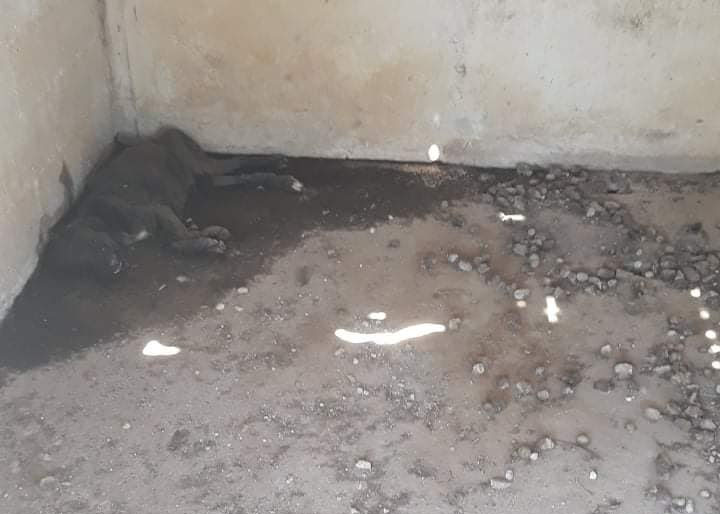 image Police investigate dog left to die in animal shelter