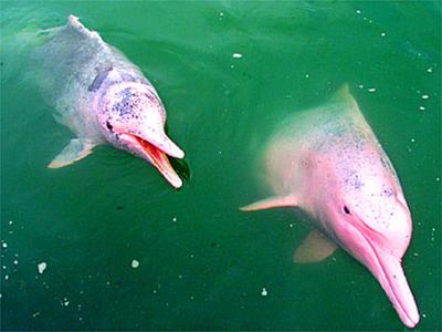 image Pink river dolphins: Bolivian scientists, fishermen team up to unravel mysteries