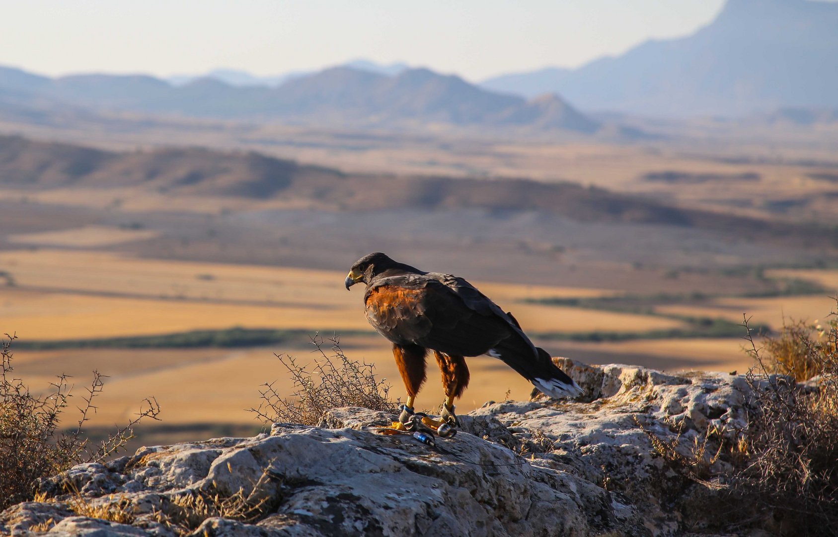 image Falconry, Cyprus’ intangible cultural heritage