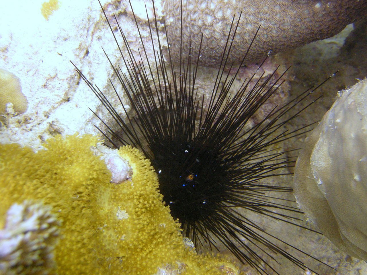 feature nik the diadema setosum