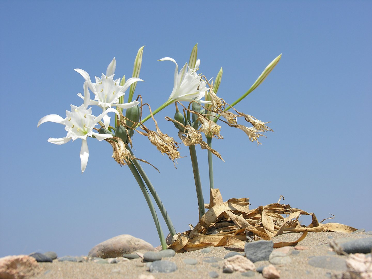 image Sea daffodil under threat from human activity