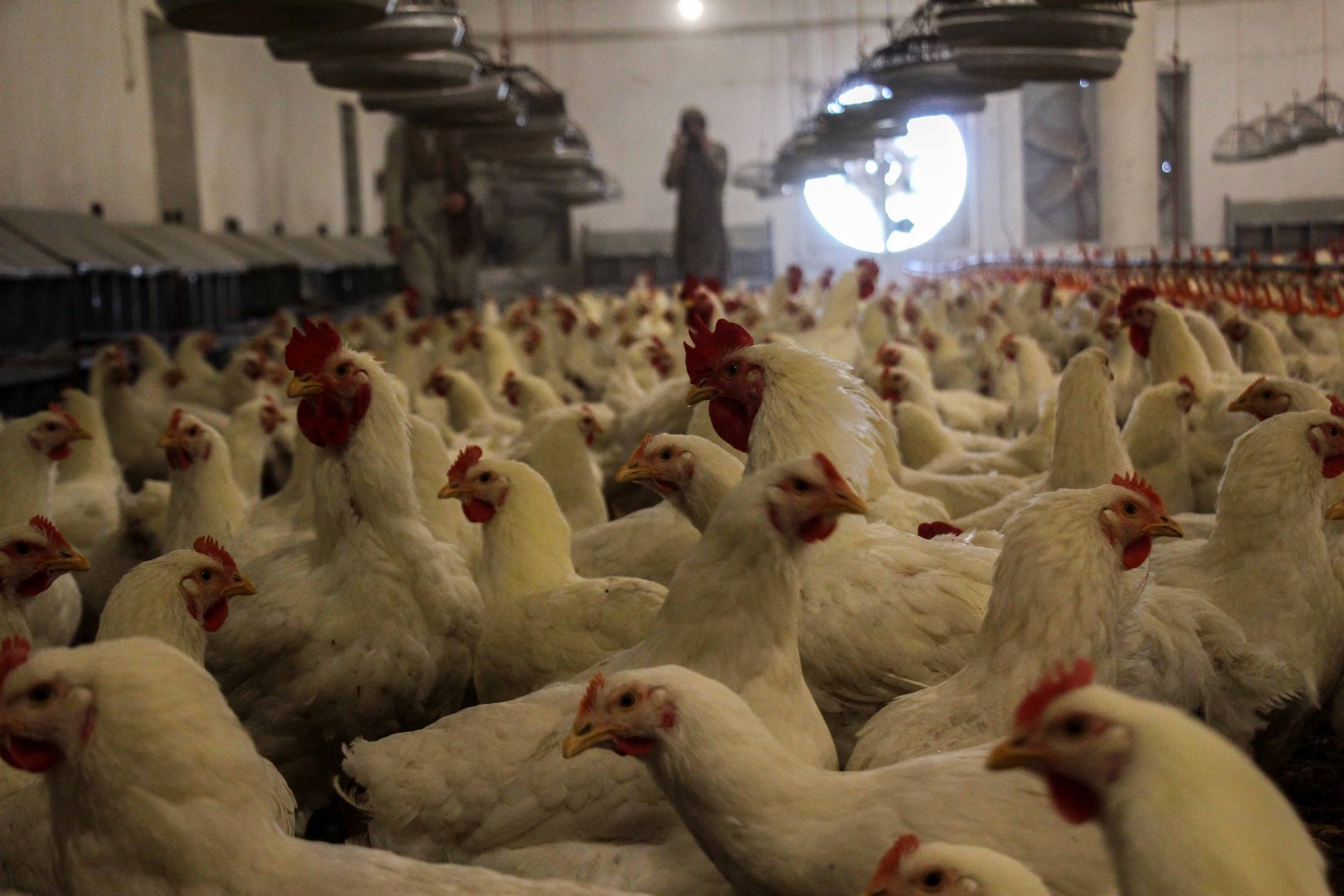 image Wild birds have spread avian flu to poultry