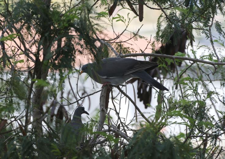 image Paphos farmers want action on wood pigeons