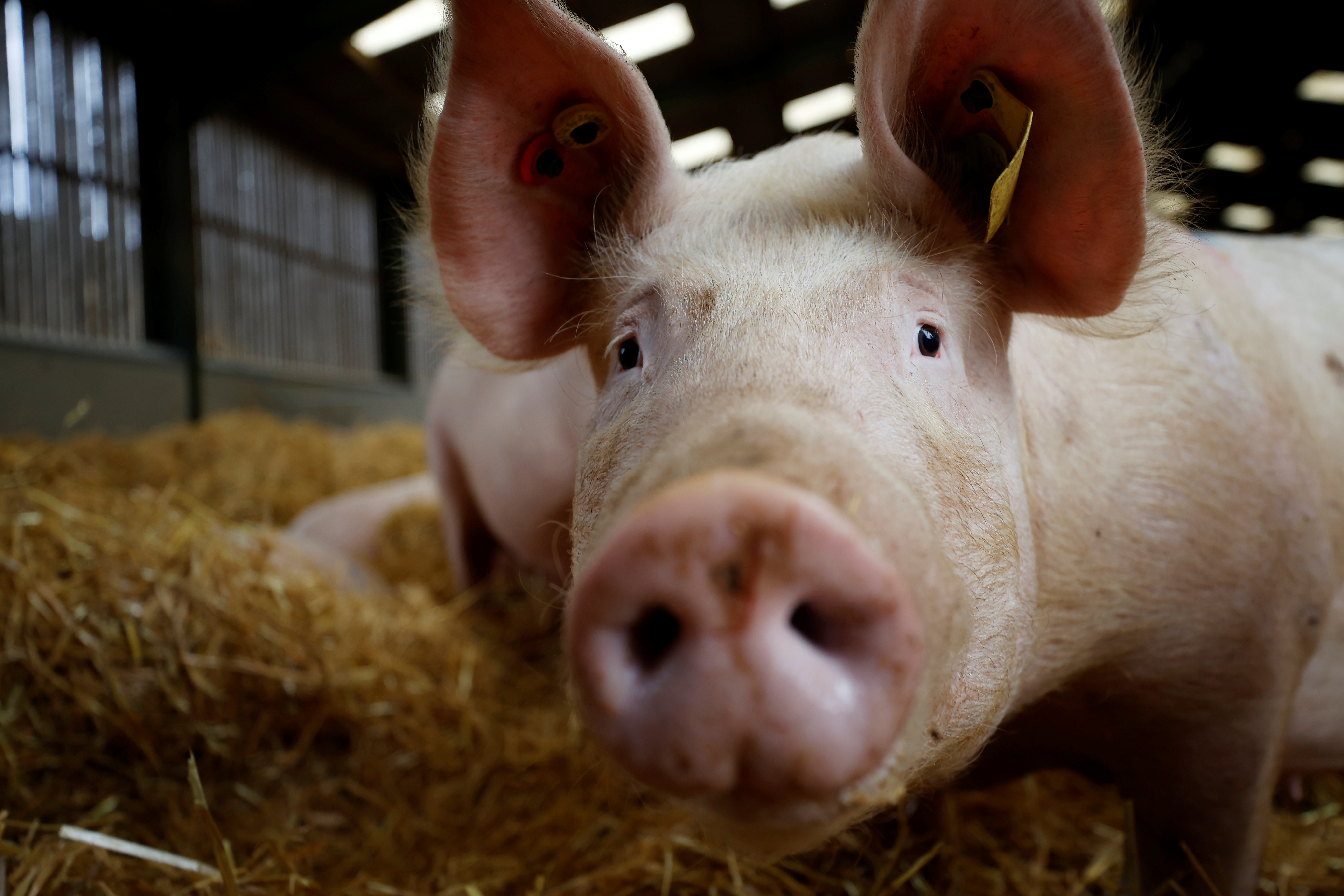 image Desperate British pig farmers tell Johnson: Ease immigration rules