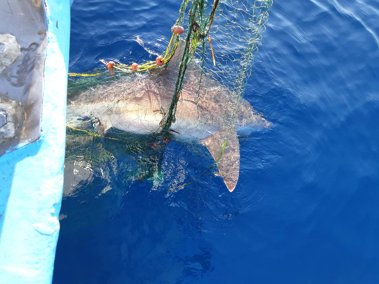 image What is the bycatch of vulnerable species and why do we care?