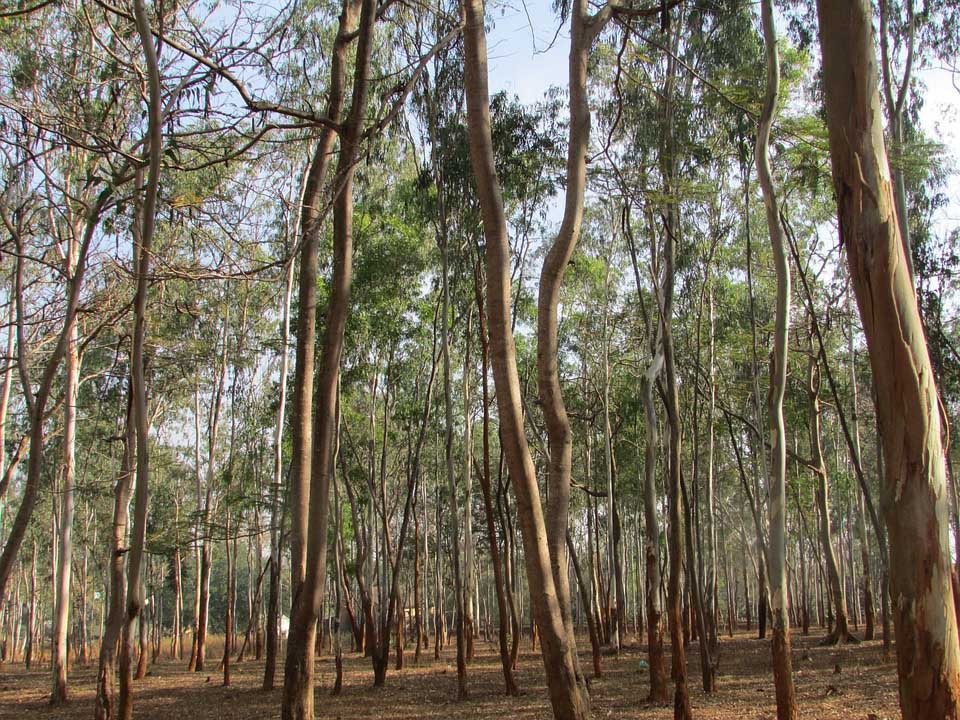 eucalyptus trees
