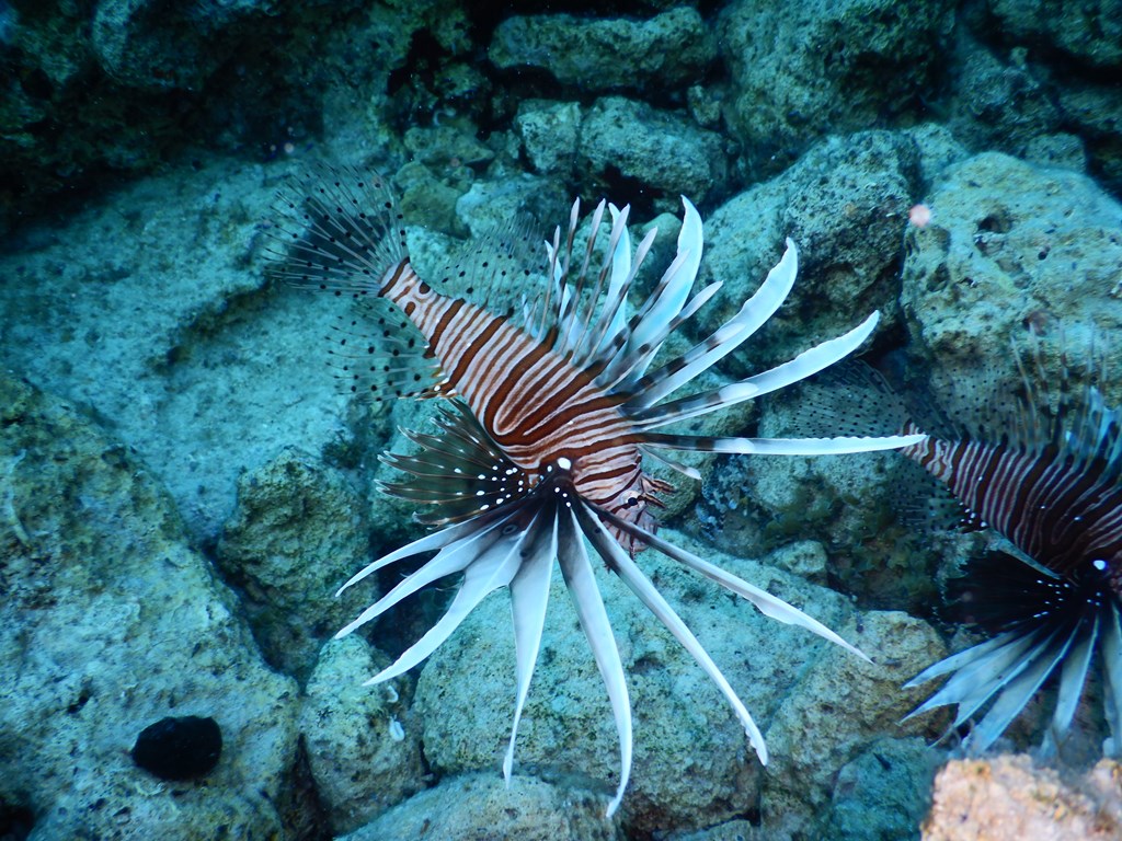image Call to scuba divers for lionfish removal rally