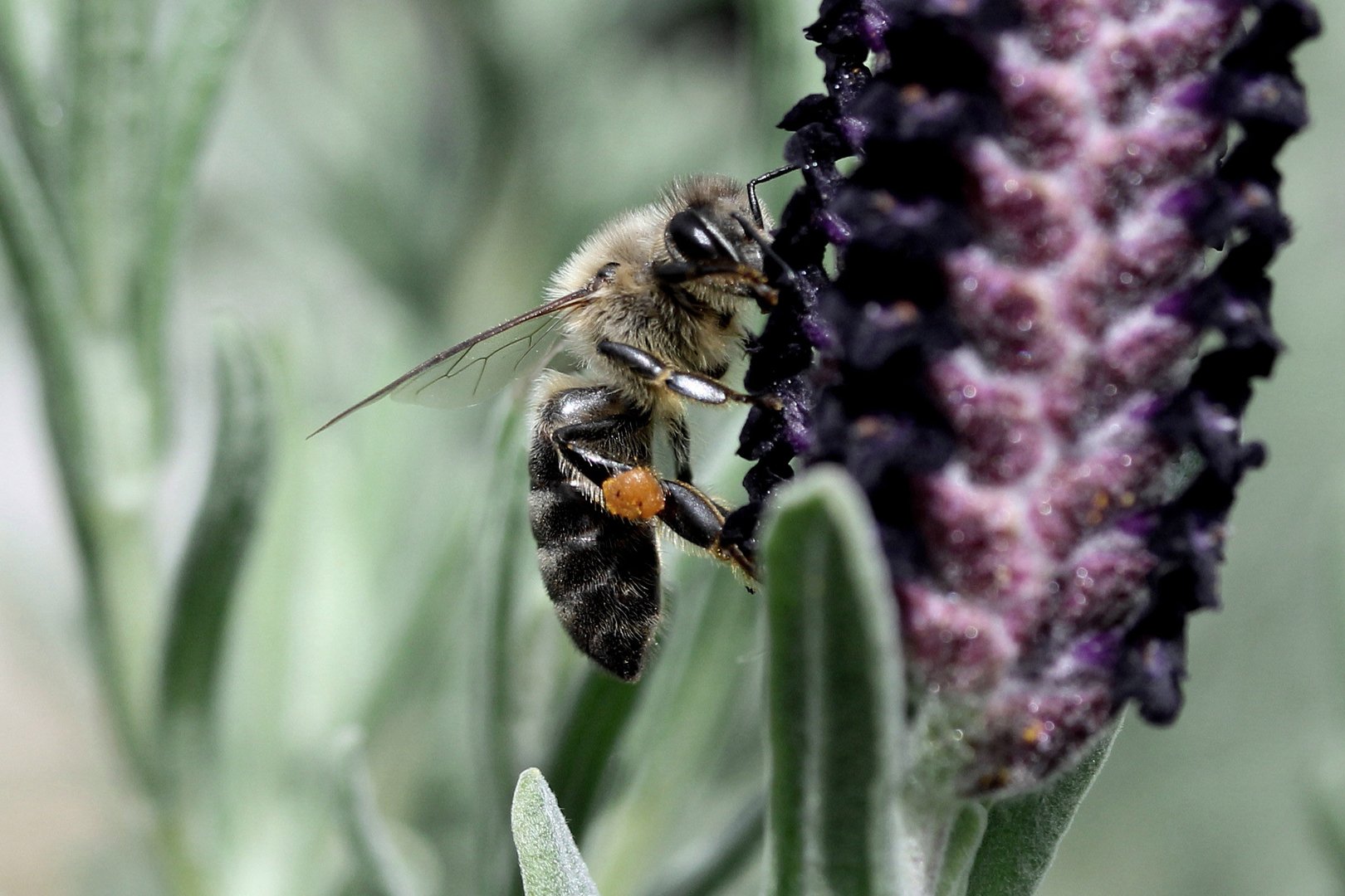 image Public urged to download app to help science gather data on pollinators