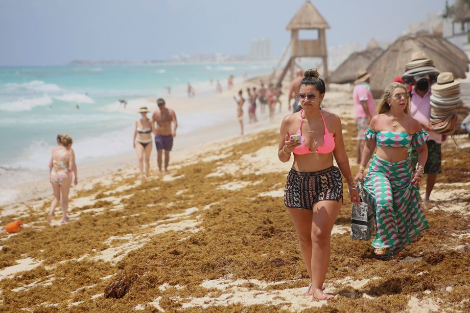 image Scientists come closer to solving Caribbean seaweed mystery