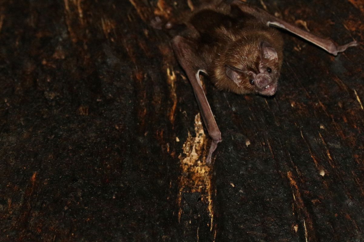image Good friends and fresh blood: the social life of a vampire bat