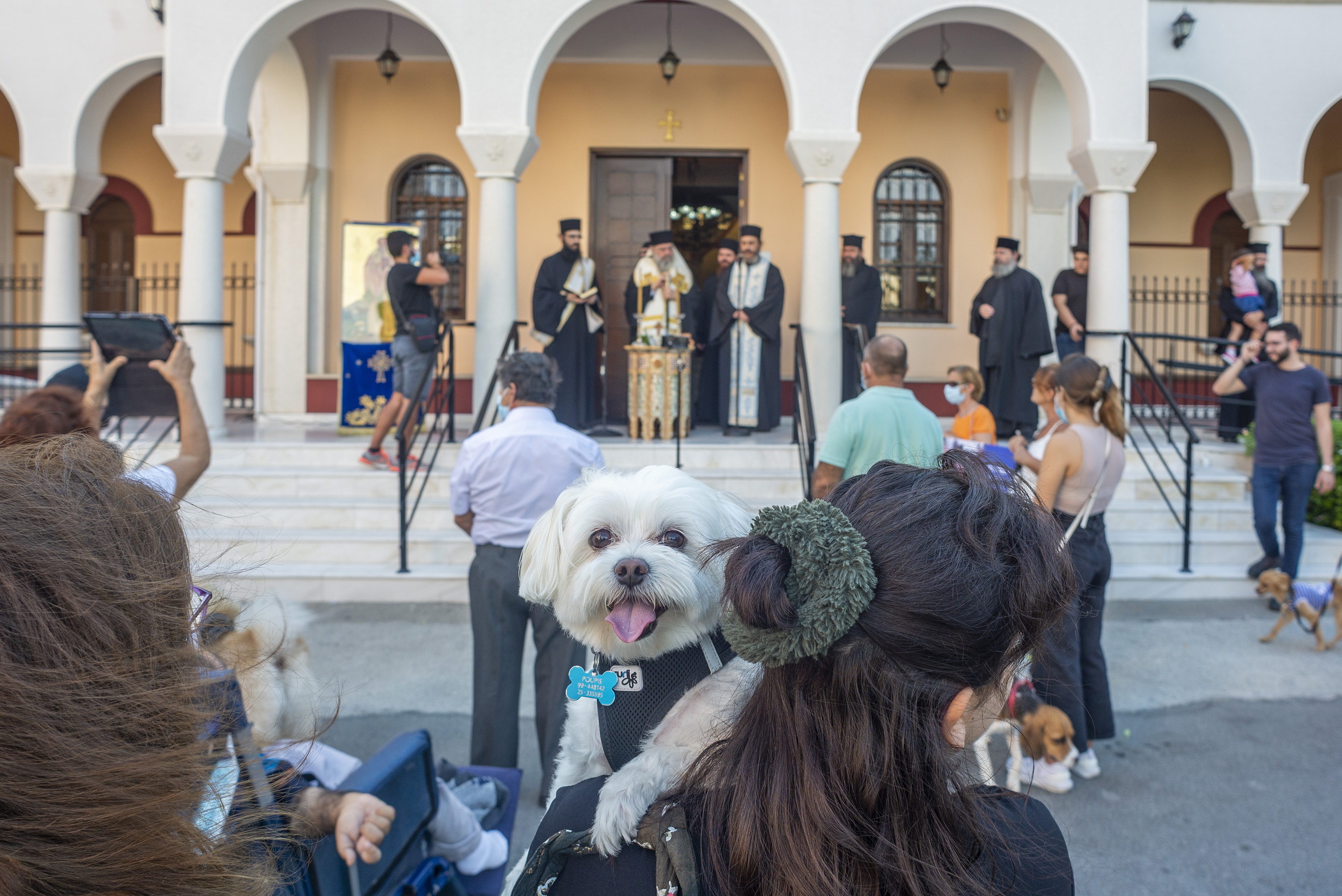 image Animal welfare NGO urges cheaper neutering rates