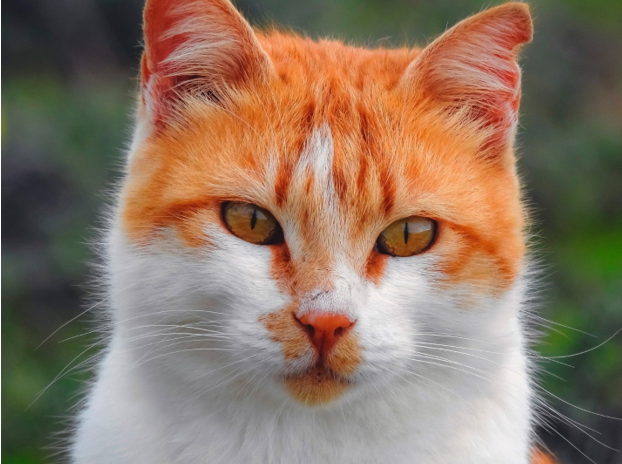 cat 1
