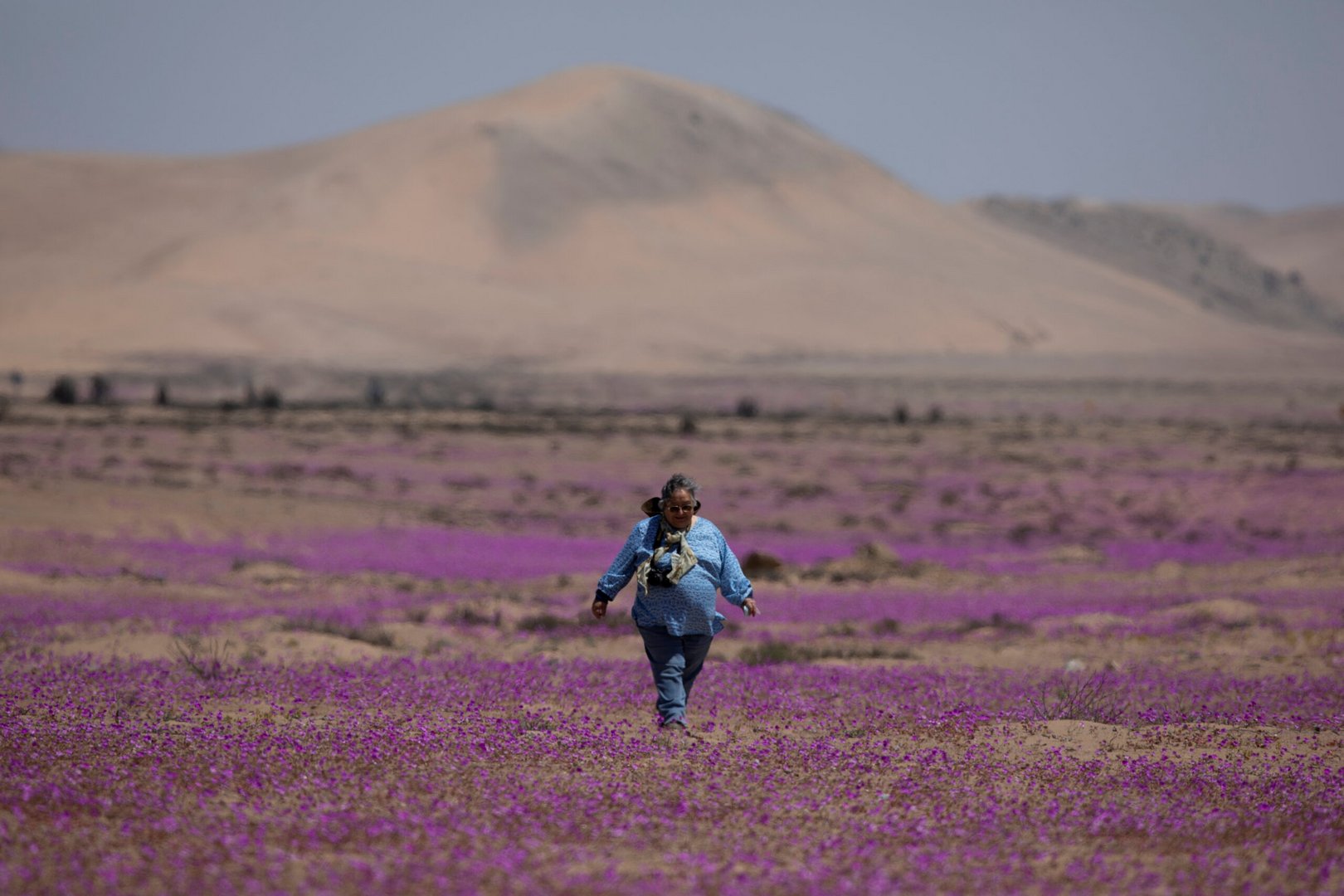 atacama desert during 'desierto florido', a natural phenomenon that fill with flowers the driest desert in the world in copiapo