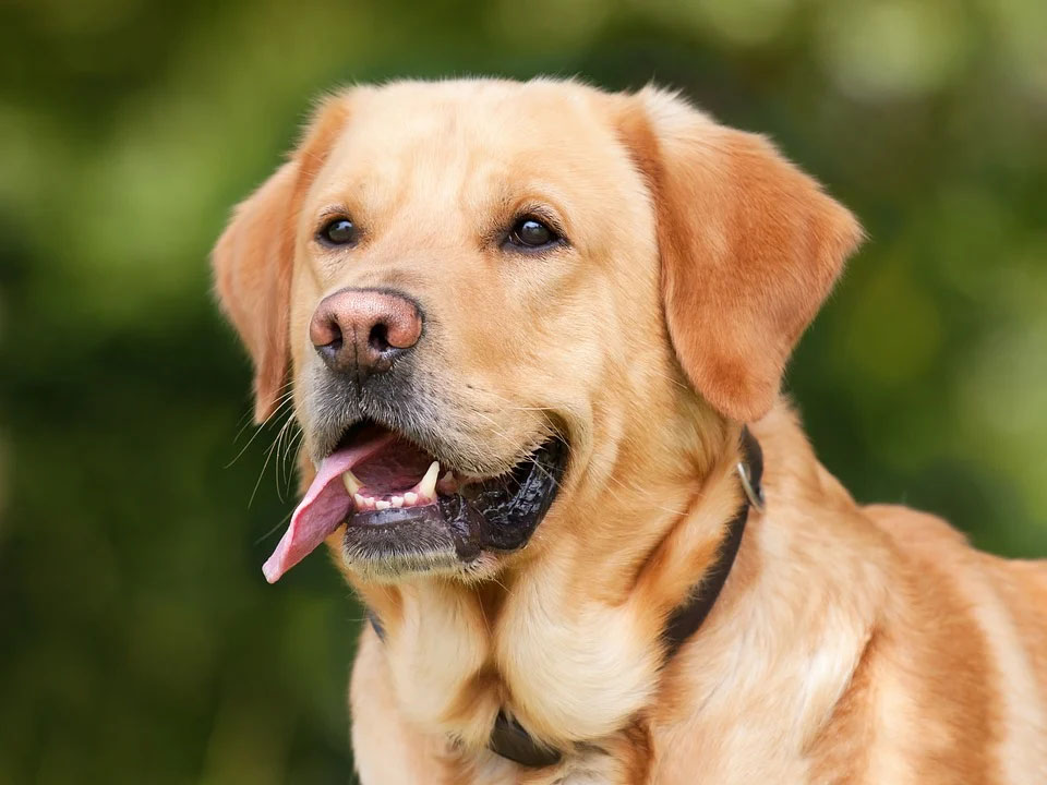 image Bill to regulate stray dogs ‘full of holes’