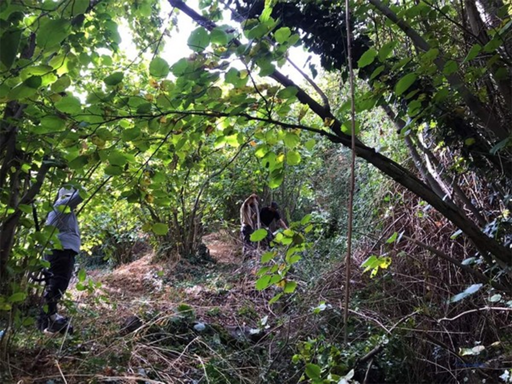 image Hazelnut forest ‘may totally collapse’