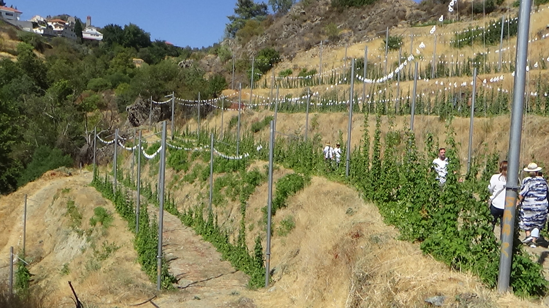 feature beer terraces of hops in kyperounda
