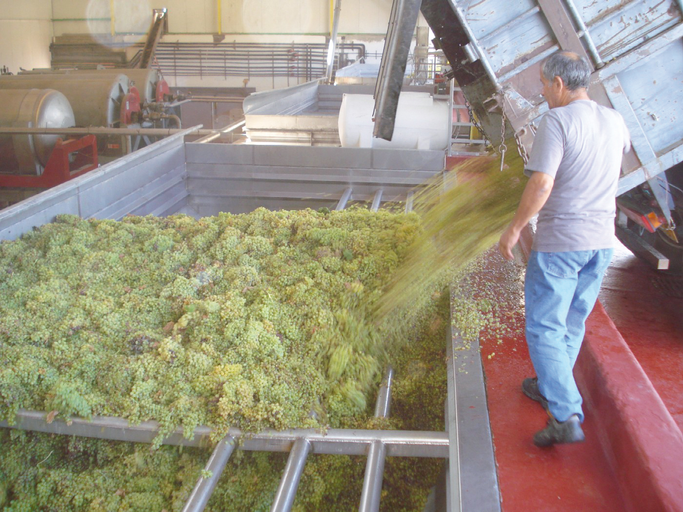 image Good grape harvest after a terrible year