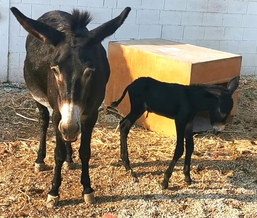 feature evie two of the donkeys cared for at the shelter