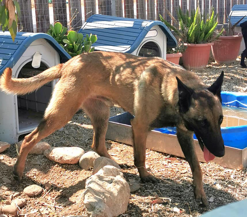 image Animal shelter desperately seeking funds for new site