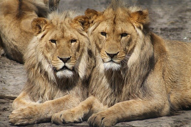 image How we planned a three-day Maasai Mara safari from Cyprus
