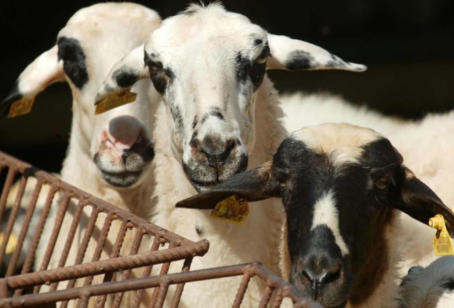 image Emergency support for goat and sheep farmers