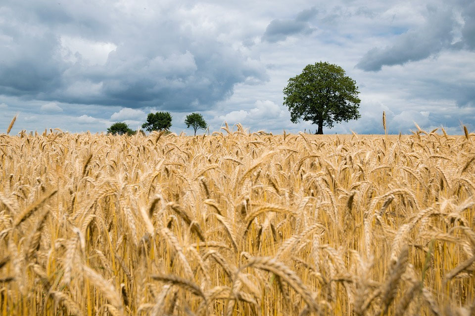 image Minister says there is no shortage of grains