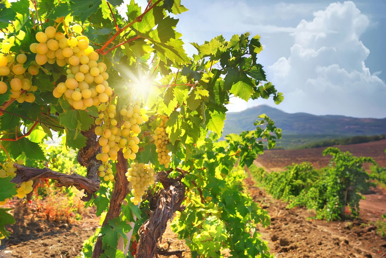 image The best place in Cyprus for the wine lovers: Troodos Wine Routes