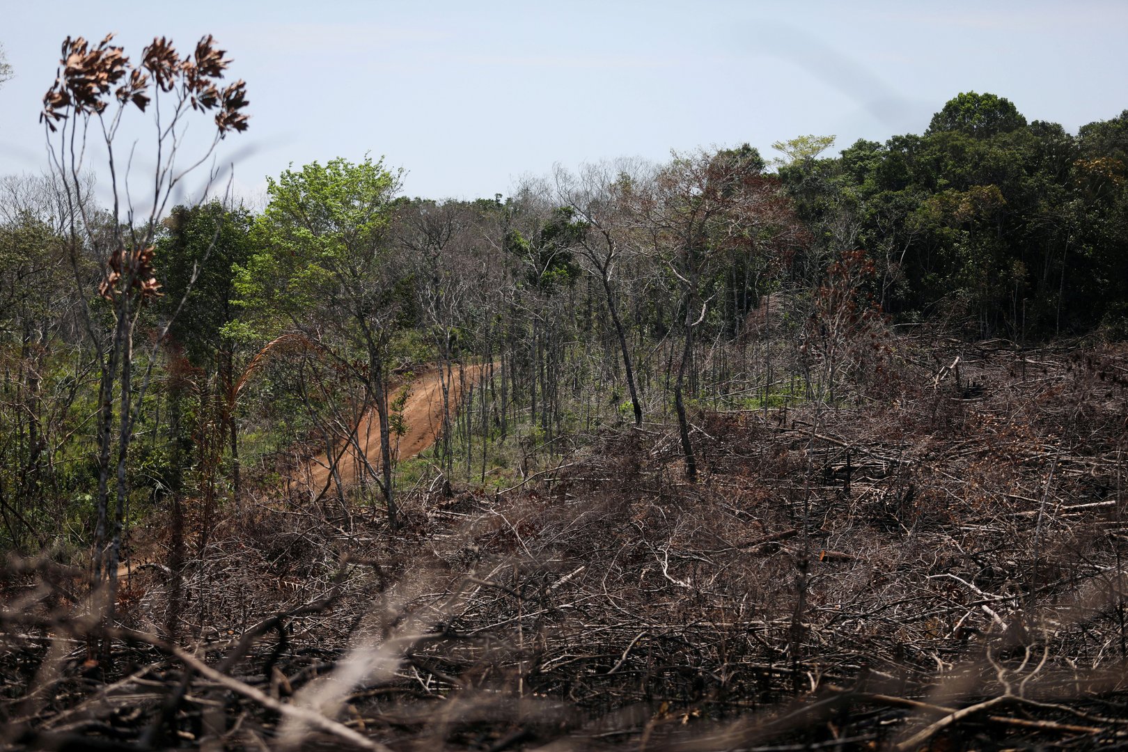 image Over 100 global leaders pledge to end deforestation by 2030