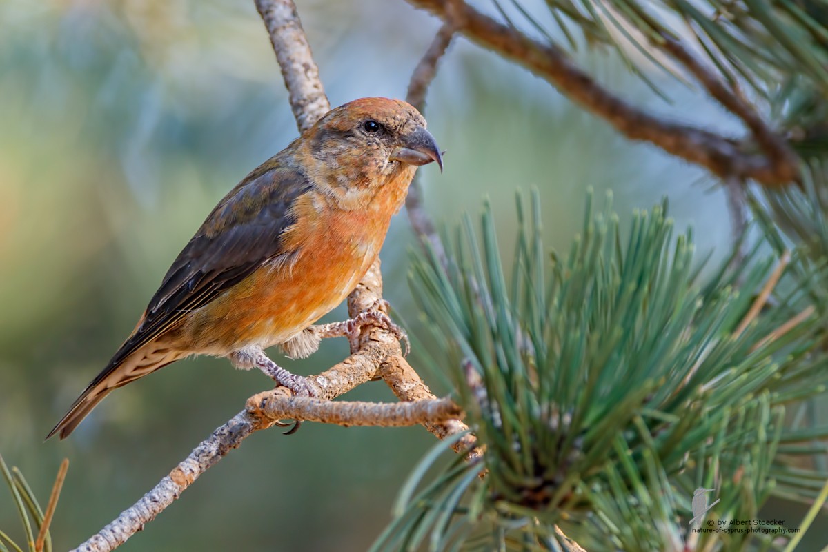image The significance of a bird in a tree