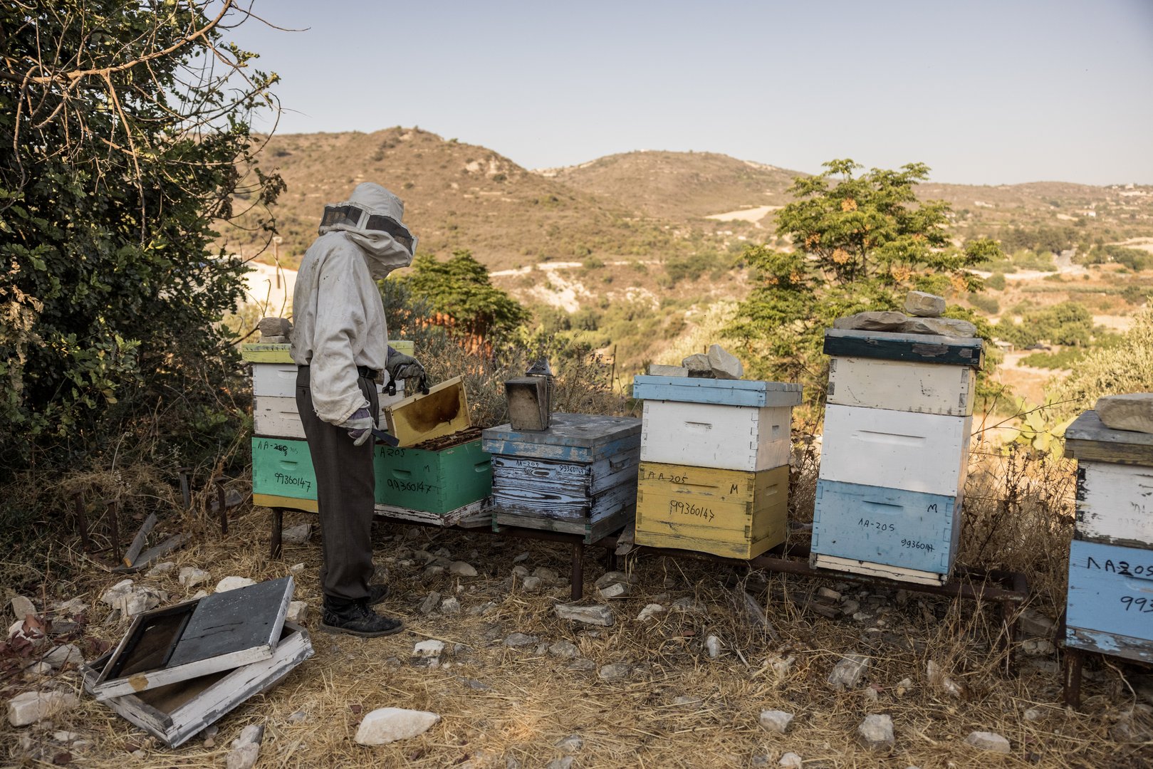 image The therapeutic benefits of honey and beeswax