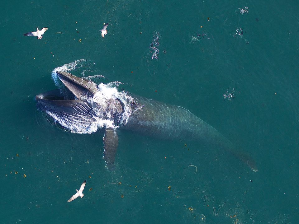 image For baleen whales, meals are tons of fun