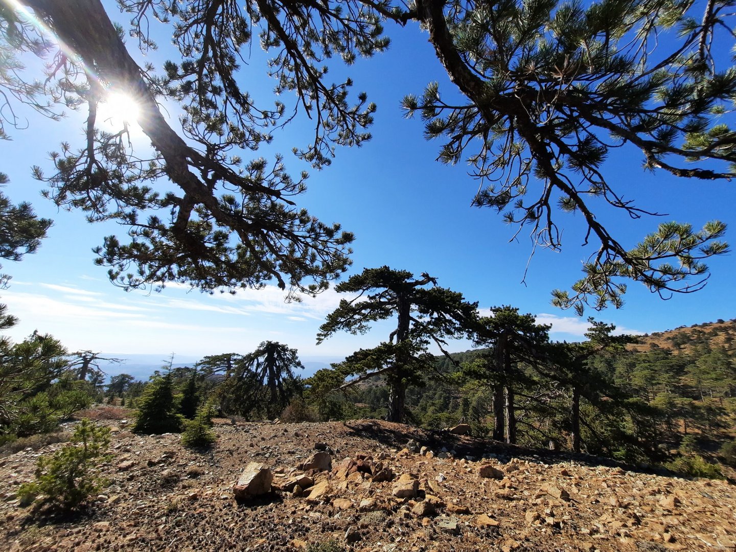 troodos black pines
