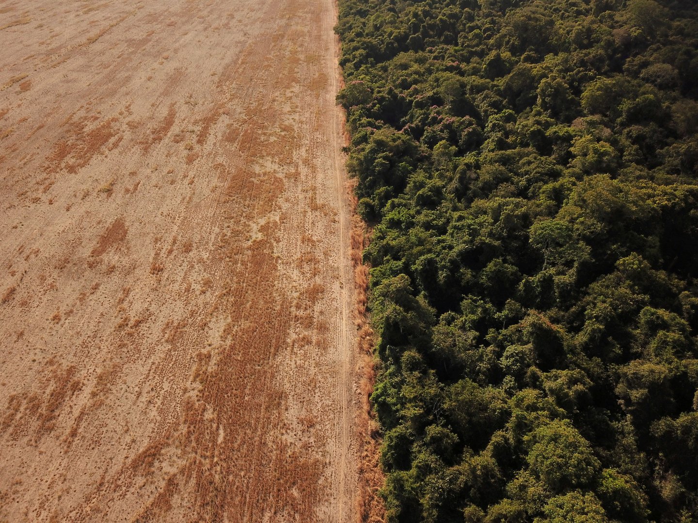 image World&#8217;s top finance firms continue to fuel deforestation, report warns