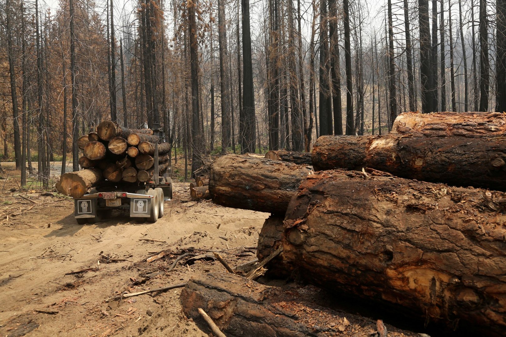 file photo: a logging truck is pictured among burned trees, felled following last year's rim fire, near groveland