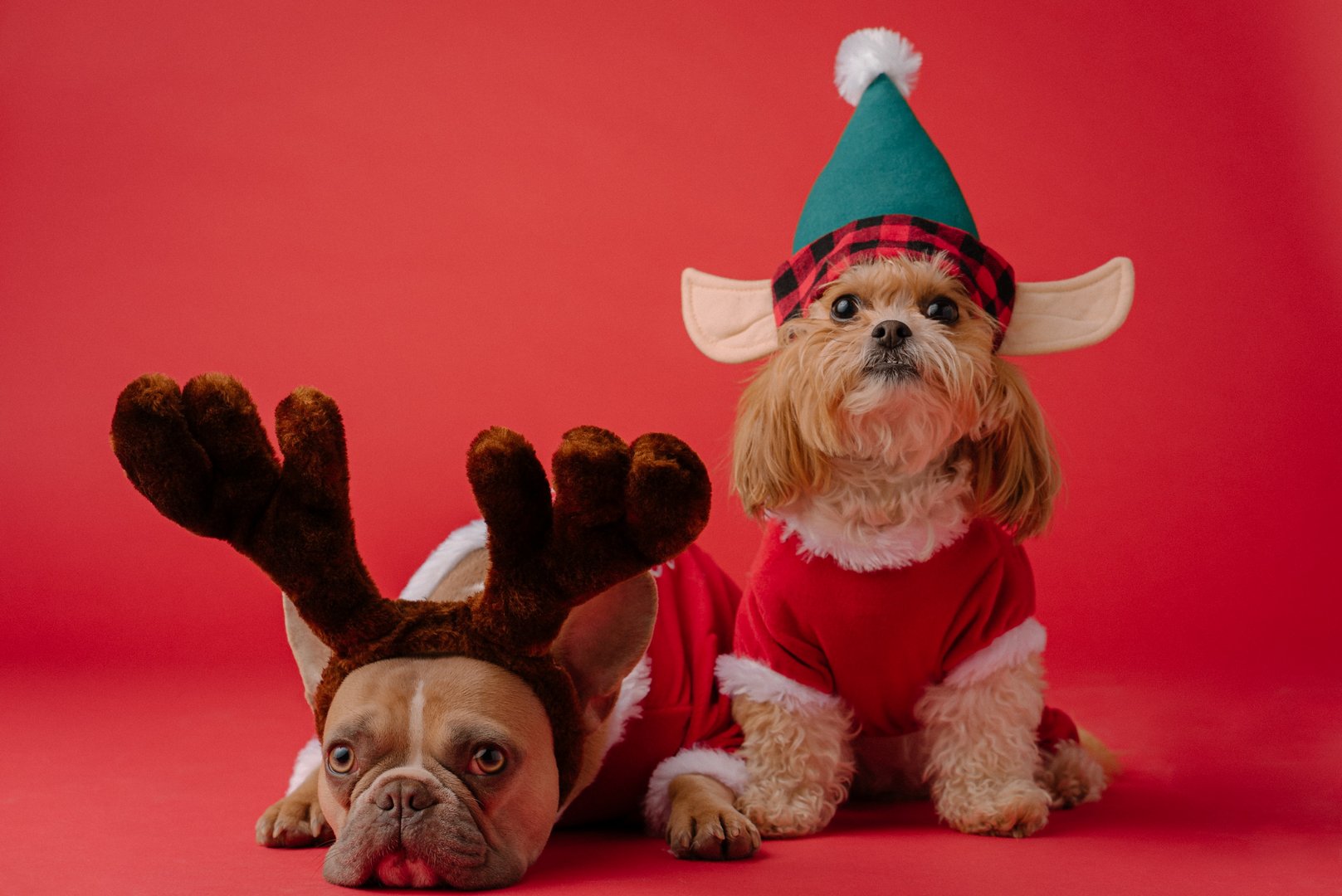 image Upcoming Christmas charity events for doggos